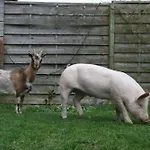 La Ferme Du Pre * דורבורי